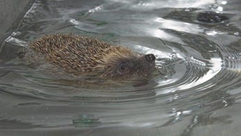 Disabled hedgehog receives hydrotherapy treatment