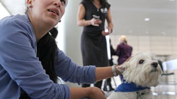 4-legged healers soothe hospital's stressed-out docs, nurses