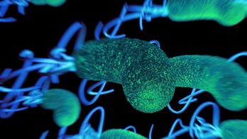 Europeans brought new, deadly ulcer bacteria to Americas