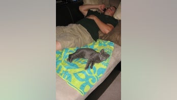 Cat lost for 5 years jetting home to Marine owner