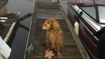 Dog a 'hometown hero' for helping save man who fell into water at California marina