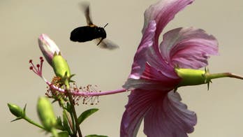 Hibiscus may enhance weight control