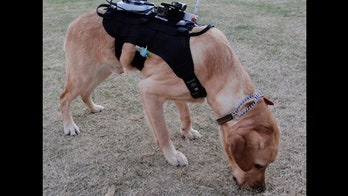 Canine 2.0: Dogs in high-tech gear could assist search and rescue efforts