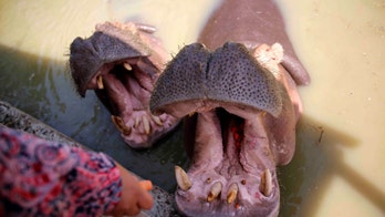 Hippo massacre of 'dramatic proportions' rocks tourist haven