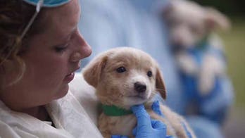 Couple faces hundreds of charges over 276 dogs found in home