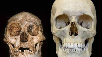 'Hobbits' were a separate species, ancient chompers show