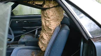 Ohio's 'Bee Man' removes massive hornets' nest from car in shocking video