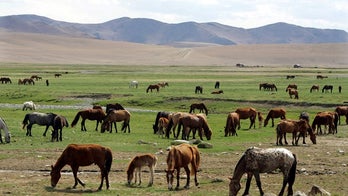 Kentucky horses spooked by fireworks break through fences