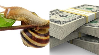 Snails and snakes among items left behind by hotel guests