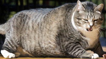 New Hampshire hotel is home to supersized cat