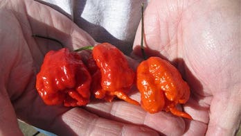 World’s hottest pepper grown in South Carolina