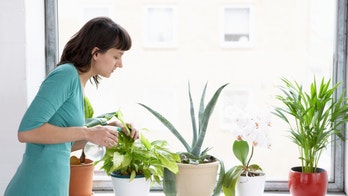 Can houseplants be unhealthy for humans?