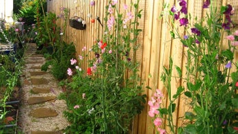 9 plants allergy sufferers should avoid and what to grow instead