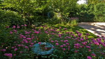 Bring butterflies and hummingbirds home with a single plant