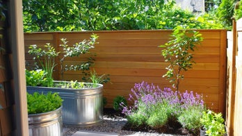 A Beginner's Guide to Gardening