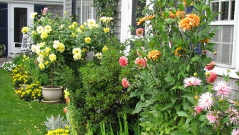 How to make beautiful bouquets from your backyard