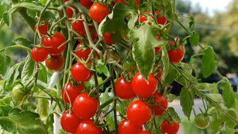 Cherry Tomato Plant Does Double Duty as a Design Element