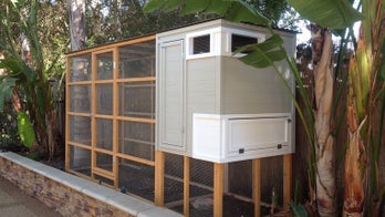 Is a backyard chicken coop right for you?