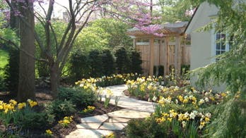 Your planting guide for beautiful yellow daffodils