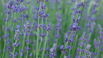 11 herbs every gardener should try to grow this summer