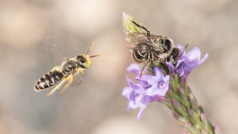 10 Native Bees and How to Welcome Them to Your Landscape