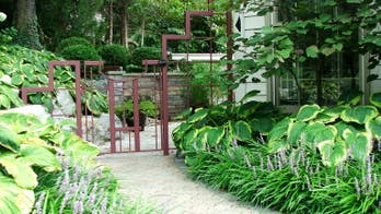 Why you should plant shade-loving hostas in your garden