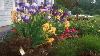 Incorporate irises in your fall garden for beautiful spring blooms