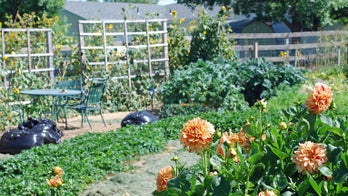 Find Out Which Type of Mulch Is Right for Your Garden