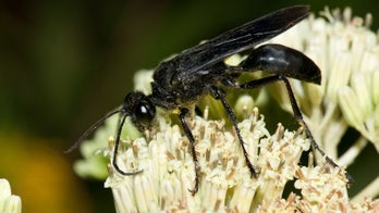 How to ditch perfectionism in the garden