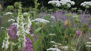 10 ways to get a naturalistic prairie look in your garden