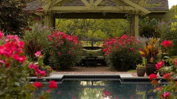 Your winter garden guide to roses