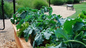 How to Navigate a Seed Catalog