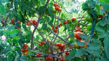 Spring Gardens Are Waking Up - Here's What to Do in March