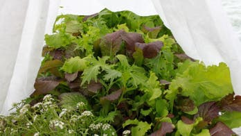 9 ways to protect your plants from frost