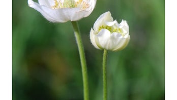 What's in a name? 6 wildflowers that aren't 'weeds' at all