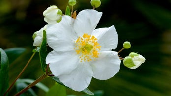 20 White Flowers for a Brighter Garden