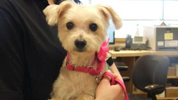 Stabbed dog makes full recovery, adopted by first responder