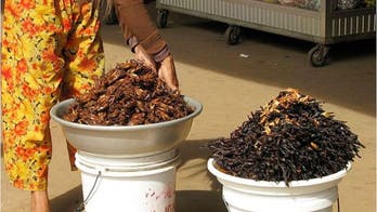 Are insects the solution to the global food crisis?