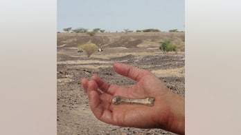 Human hand fossil turns back clock 500,000 years on complex tool use