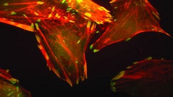 This is what human cells look like in space