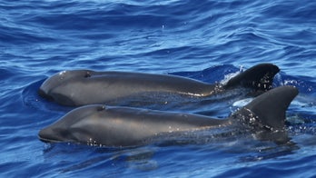 Rare whale-dolphin hybrid discovered in Hawaii, scientists say