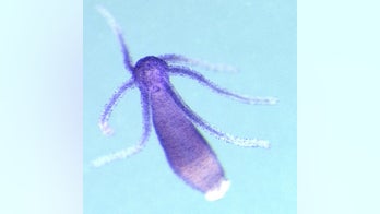 Hail the Hydra, an animal that may be immortal