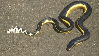 Sea snakes: Camels of the ocean