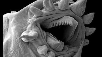 How to explore the microscopic world