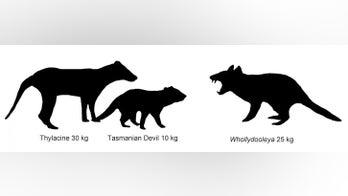 Hyena meets Tasmanian devil: Ancient 'hypercarnivore' unearthed