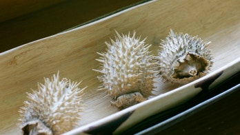 On trend: Nautical salvage