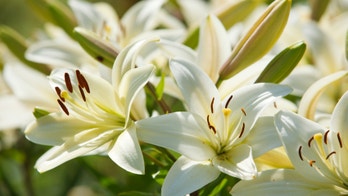 Add color to your garden with summer blooming bulbs