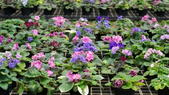 Easy ways to brighten up your home with plants