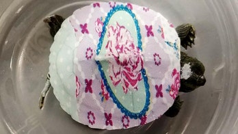 Painted baby turtles perplex customs officers at Dulles airport