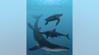 Ancient sea monsters were black, study finds